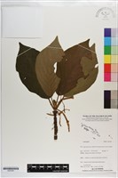登錄號:S203381藏品圖，第1張