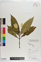 登錄號:S203382藏品圖，第1張