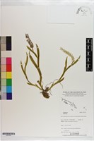 登錄號:S203383藏品圖，第1張