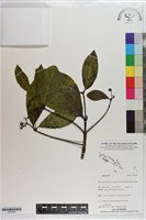 登錄號:S203385藏品圖，第1張