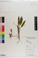 登錄號:S203386藏品圖，第1張