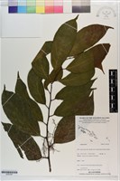 登錄號:S203387藏品圖，第1張