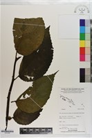 登錄號:S203388藏品圖，第1張