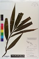 登錄號:S203390藏品圖，第1張