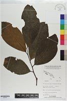 登錄號:S203391藏品圖，第1張