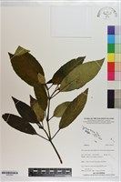 登錄號:S203393藏品圖，第1張
