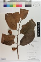 登錄號:S203394藏品圖，第1張