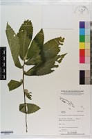 登錄號:S203395藏品圖，第1張