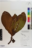 登錄號:S203396藏品圖，第1張