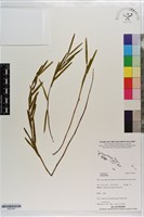 登錄號:S203397藏品圖，第1張