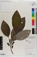 登錄號:S203398藏品圖，第1張