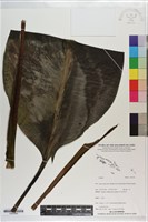 登錄號:S203399藏品圖，第1張