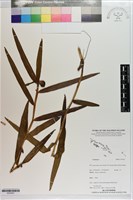 登錄號:S203401藏品圖，第1張