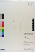 登錄號:S203402藏品圖，第1張