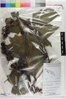 登錄號:S203404藏品圖，第1張