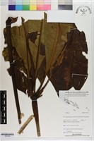 登錄號:S203405藏品圖，第1張