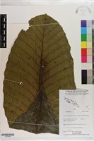 登錄號:S203406藏品圖，第1張