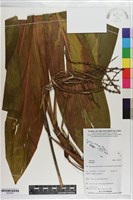 登錄號:S203407藏品圖，第1張