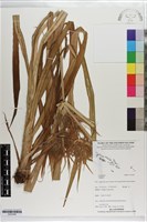 登錄號:S203408藏品圖，第1張