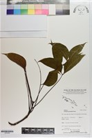 大葉桃花心木藏品圖，第1張