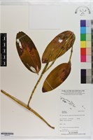 登錄號:S203412藏品圖，第1張