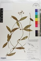 登錄號:S203413藏品圖，第1張