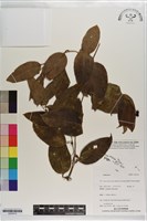 登錄號:S203414藏品圖，第1張