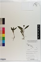 登錄號:S203415藏品圖，第1張