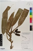 登錄號:S203416藏品圖，第1張