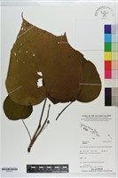 登錄號:S203417藏品圖，第1張
