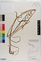 登錄號:S203418藏品圖，第1張