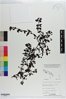 登錄號:S203419藏品圖，第1張