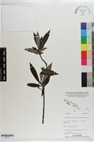 登錄號:S203421藏品圖，第1張