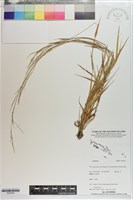 登錄號:S203424藏品圖，第1張