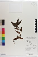 登錄號:S203425藏品圖，第1張