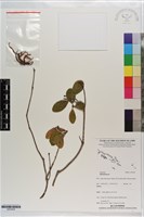 登錄號:S203426藏品圖，第1張