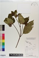 登錄號:S203427藏品圖，第1張