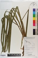 登錄號:S203428藏品圖，第1張