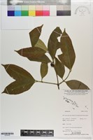 登錄號:S203430藏品圖，第1張