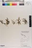 登錄號:S203431藏品圖，第1張
