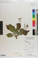 登錄號:S203432藏品圖，第1張