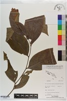 登錄號:S203433藏品圖，第1張