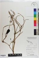 登錄號:S203434藏品圖，第1張