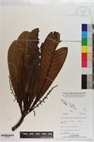 登錄號:S203435藏品圖，第1張