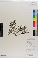 登錄號:S203437藏品圖，第1張