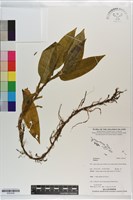 登錄號:S203438藏品圖，第1張