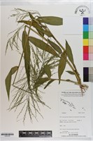 登錄號:S203439藏品圖，第1張
