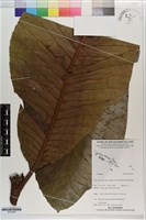 登錄號:S203440藏品圖，第1張