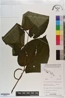 登錄號:S203441藏品圖，第1張
