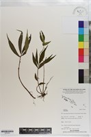 館號:S203442藏品圖，第1張